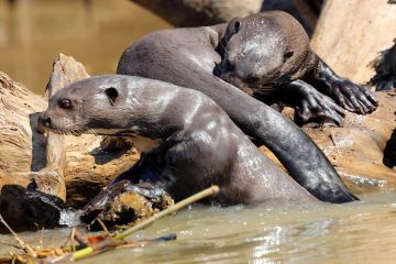 Riesenotter Pteronura brasiliensis