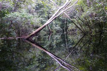 Kunstwerk der Natur – überschwemmter Igarpé-Regenwald