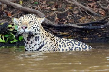 Schwimmender Jaguar