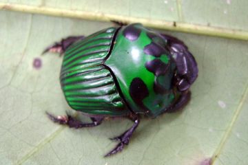 Interessanter Käfer